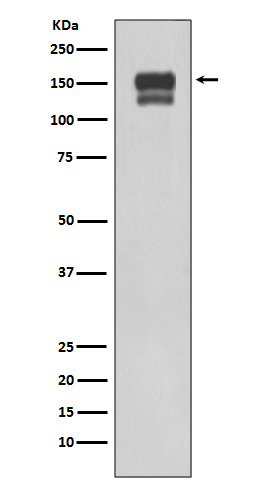 Western blot analysis of using Integrin beta1 expression in 293T cell lysate