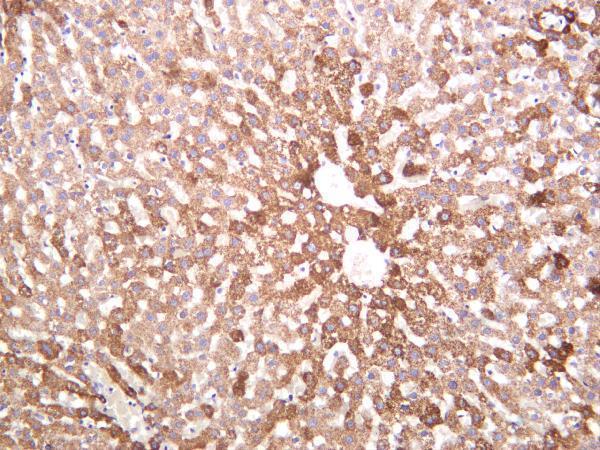 Rat liver was stained with anti-MMP3 rabbit antibody