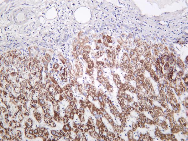 Human liver was stained with anti-MMP3 rabbit antibody