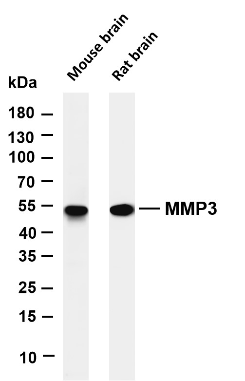 m00775 1 mmp3 primary antibodies wb testing 1