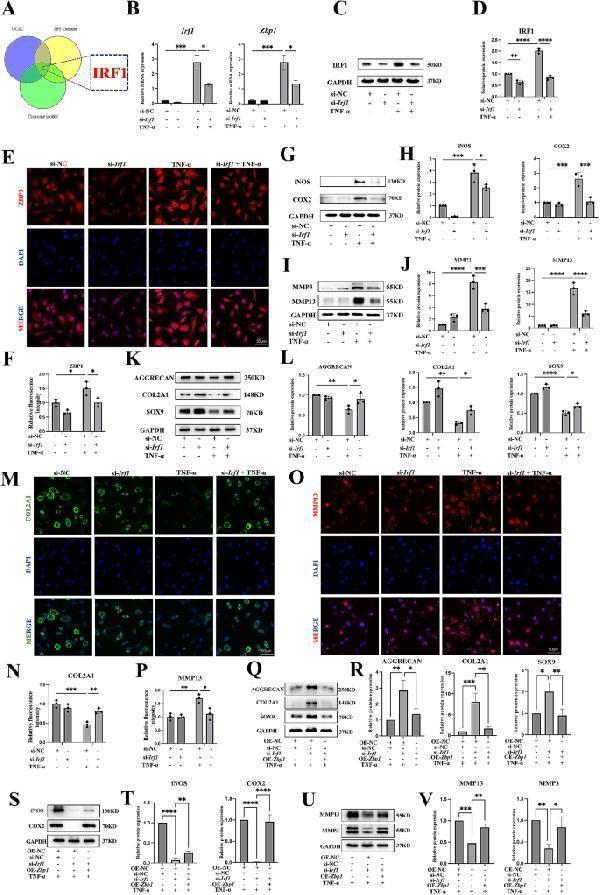 m00775 12964_2024_1744_fig5_html