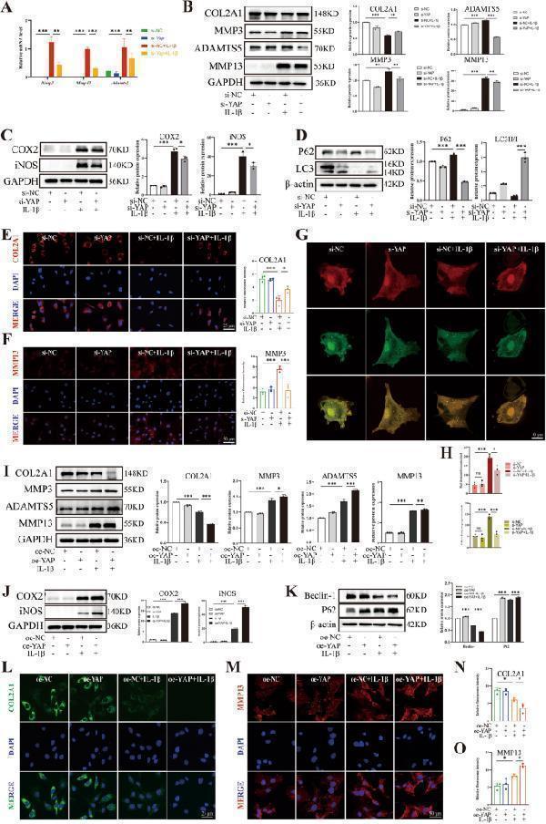 m00775 12967_2024_5086_fig3_html