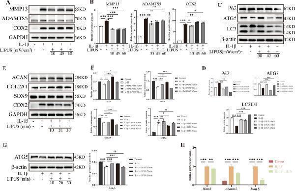 m00775 12967_2024_5086_fig6_html