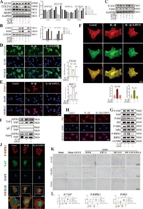 m00775 12967_2024_5086_fig7_html