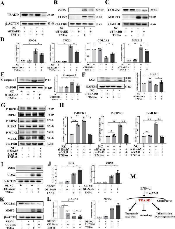 m00775 41420_2023_1406_fig3_html