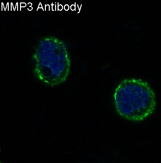 Immunofluorescent analysis of HeLa cells, using MMP3 Antibody