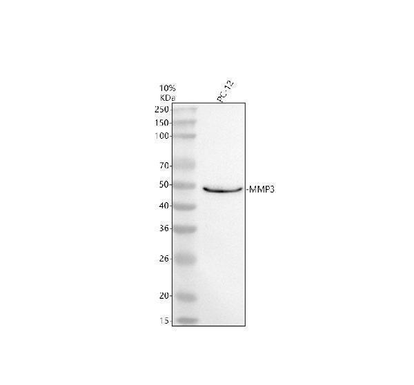 Western blot analysis of MMP3 using anti-MMP3 antibody (M00775)