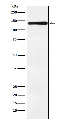 Western blot analysis of Bub1 expression in K562 cell lysate