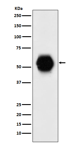 Western blot analysis of Gata 6 expression in human fetal heart lysate