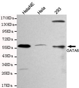 m00778 gata6 primary antiboties wb testing 1