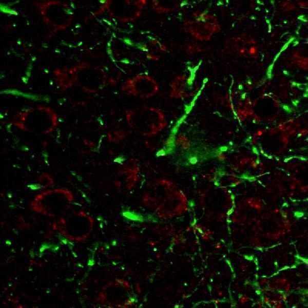 m00780 3 hu cd107a primary antibodies ihc testing 2