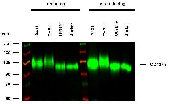 m00780 3 hu cd107a primary antibodies wb testing 1