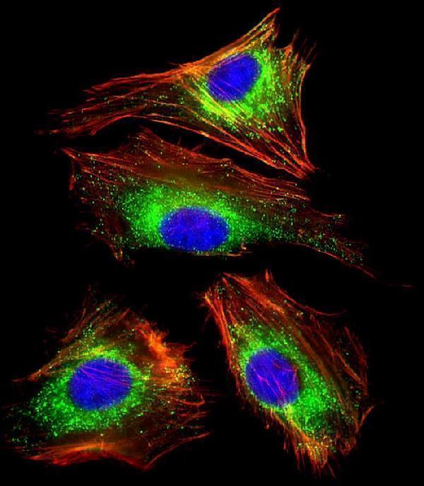 Immunofluorescent analysis of 4% paraformaldehyde-fixed, 0