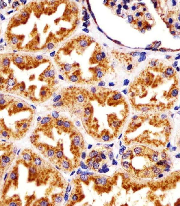M00780-4 staining LAMP1 in human kidney sections by Immunohistochemistry (IHC-P -paraformaldehyde-fixed, paraffin-embedded sections)