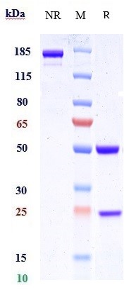 Anti-LAMP1/CD107a Reference Antibody ( SAR428926) on SDS-PAGE under reducing (R) condition