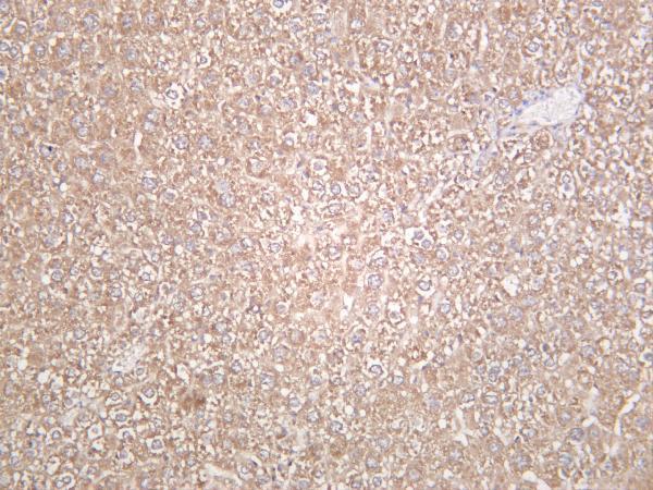 Mouse liver was stained with anti-LAMP1 rabbit antibody