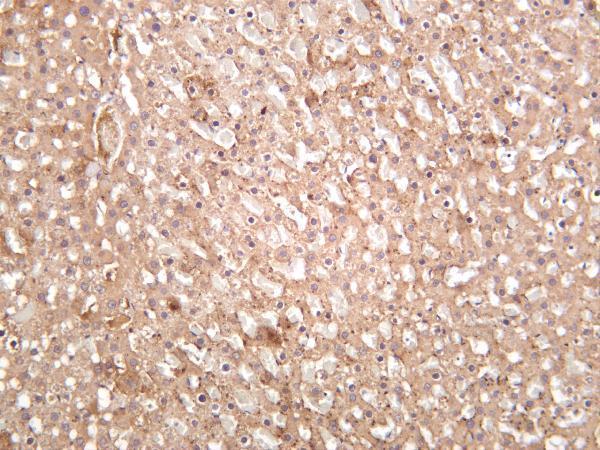 Rat liver was stained with anti-LAMP1 rabbit antibody