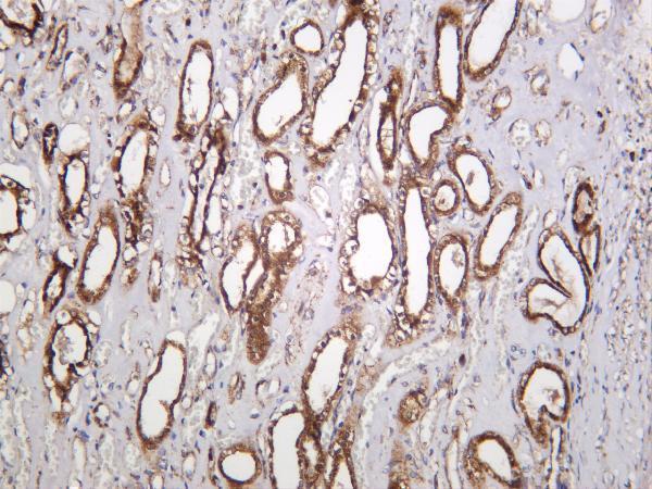 Human kidney was stained with anti-LAMP1 rabbit antibody