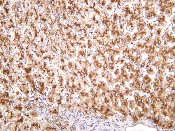 m00780 6 lamp1 primary antibodies ihc testing 4