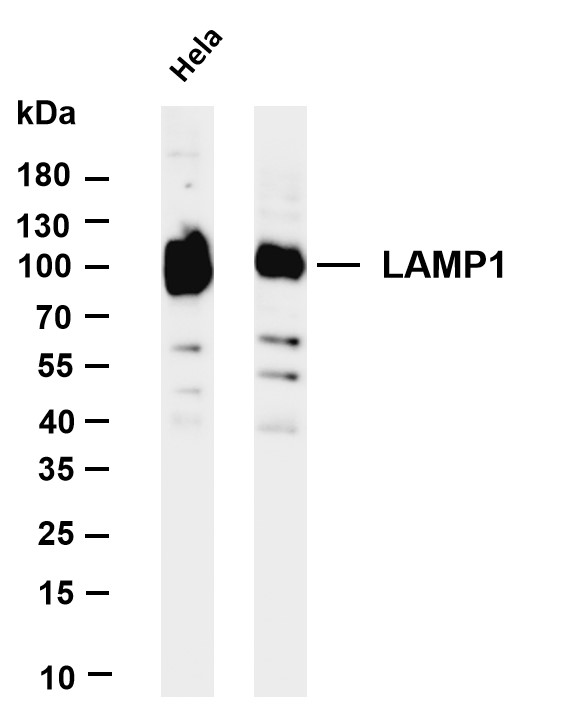 m00780 6 lamp1 primary antibodies wb testing 1