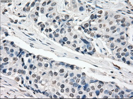 m00787 1 anti xrcc4 mouse monoclonal antibody clone id oti4h9 ihc testing 10
