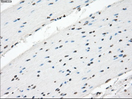 m00787 1 anti xrcc4 mouse monoclonal antibody clone id oti4h9 ihc testing 11