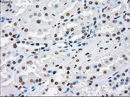 m00787 1 anti xrcc4 mouse monoclonal antibody clone id oti4h9 ihc testing 13