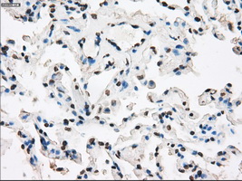 m00787 1 anti xrcc4 mouse monoclonal antibody clone id oti4h9 ihc testing 14