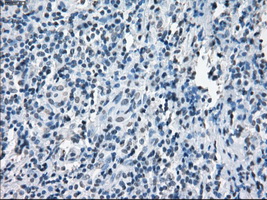 m00787 1 anti xrcc4 mouse monoclonal antibody clone id oti4h9 ihc testing 5