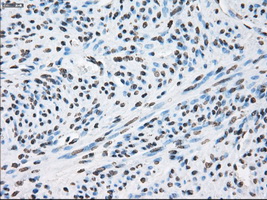 m00787 1 anti xrcc4 mouse monoclonal antibody clone id oti4h9 ihc testing 6