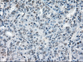 m00787 1 anti xrcc4 mouse monoclonal antibody clone id oti4h9 ihc testing 7