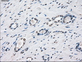 m00787 1 anti xrcc4 mouse monoclonal antibody clone id oti4h9 ihc testing 8