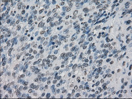 m00787 1 anti xrcc4 mouse monoclonal antibody clone id oti4h9 ihc testing 9