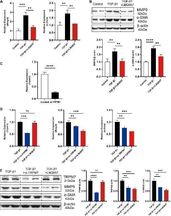 m00789 fcell 09 760035 g002