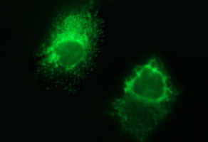 m00790 1 anti fibrinogen gamma chain fgg mouse monoclonal antibody clone id oti3a7 if testing 3