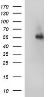 m00790 1 anti fibrinogen gamma chain fgg mouse monoclonal antibody clone id oti3a7 wb testing 1