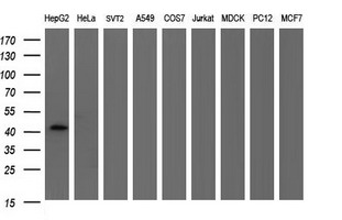 m00790 1 anti fibrinogen gamma chain fgg mouse monoclonal antibody clone id oti3a7 wb testing 2