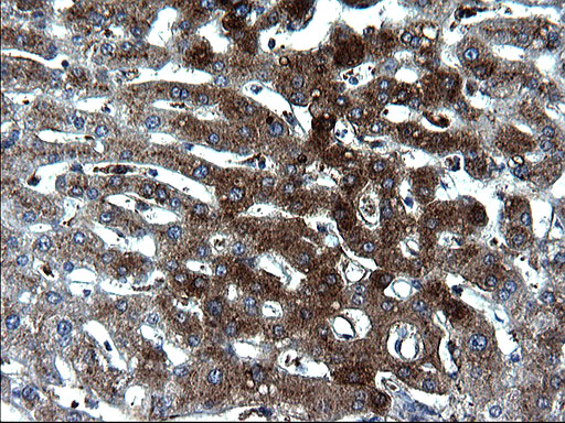 m00790 2 anti fibrinogen gamma chain fgg mouse monoclonal antibody clone id oti5c9 ihc testing 3