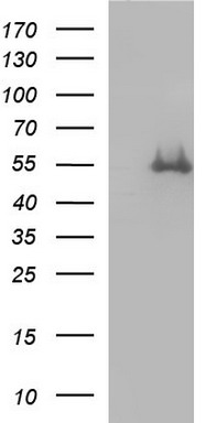 m00790 2 anti fibrinogen gamma chain fgg mouse monoclonal antibody clone id oti5c9 wb testing 1