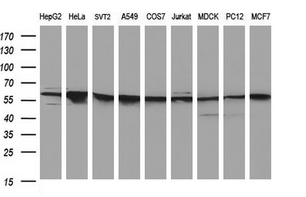 m00790 2 anti fibrinogen gamma chain fgg mouse monoclonal antibody clone id oti5c9 wb testing 2