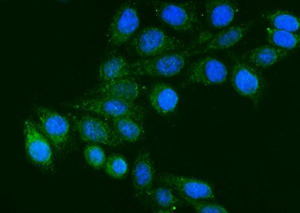 m00790 3 fgg primary antibodies if testing 2