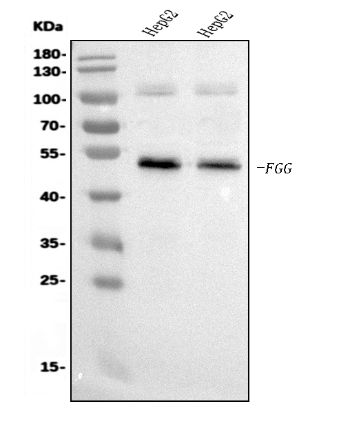m00790 3 fgg primary antibodies wb testing 1