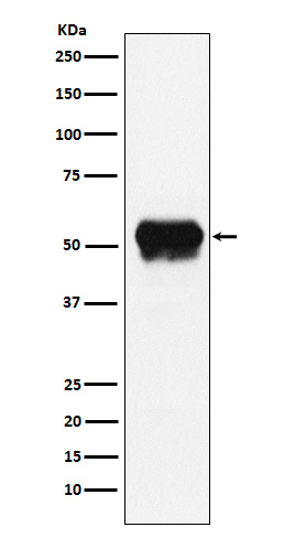 m00790 4 wb
