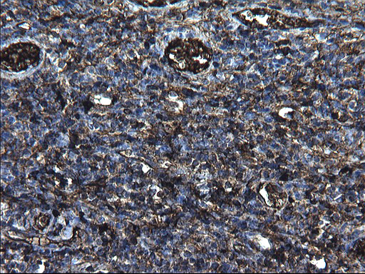 m00790 anti fibrinogen gamma chain fgg mouse monoclonal antibody clone id oti2d2 ihc testing 4