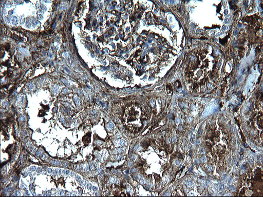 m00790 anti fibrinogen gamma chain fgg mouse monoclonal antibody clone id oti2d2 ihc testing 5