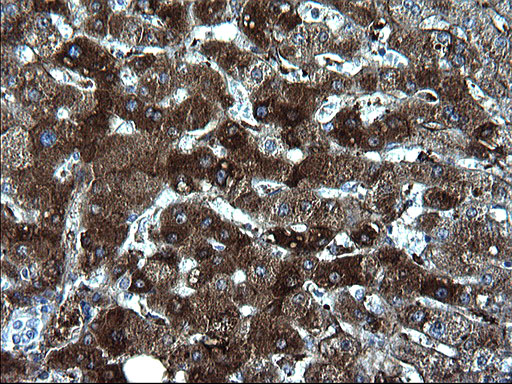 m00790 anti fibrinogen gamma chain fgg mouse monoclonal antibody clone id oti2d2 ihc testing 6
