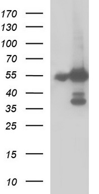 m00790 anti fibrinogen gamma chain fgg mouse monoclonal antibody clone id oti2d2 wb testing 1