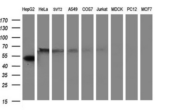 m00790 anti fibrinogen gamma chain fgg mouse monoclonal antibody clone id oti2d2 wb testing 2