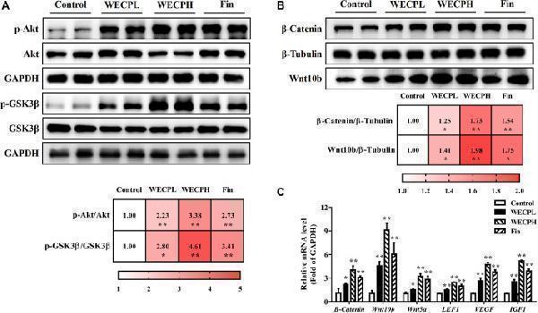 WECP activated Akt/GSK3β/β-Catenin signaling pathway in denuded mouse skin