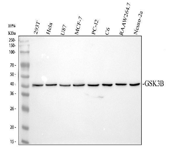 Western blot analysis of GSK3 beta using anti-GSK3 beta antibody (M00791)